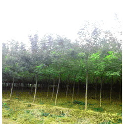 京檀园林绿化